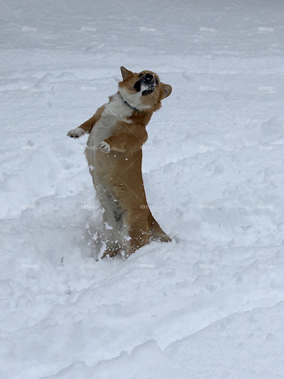 Snow corgi 
