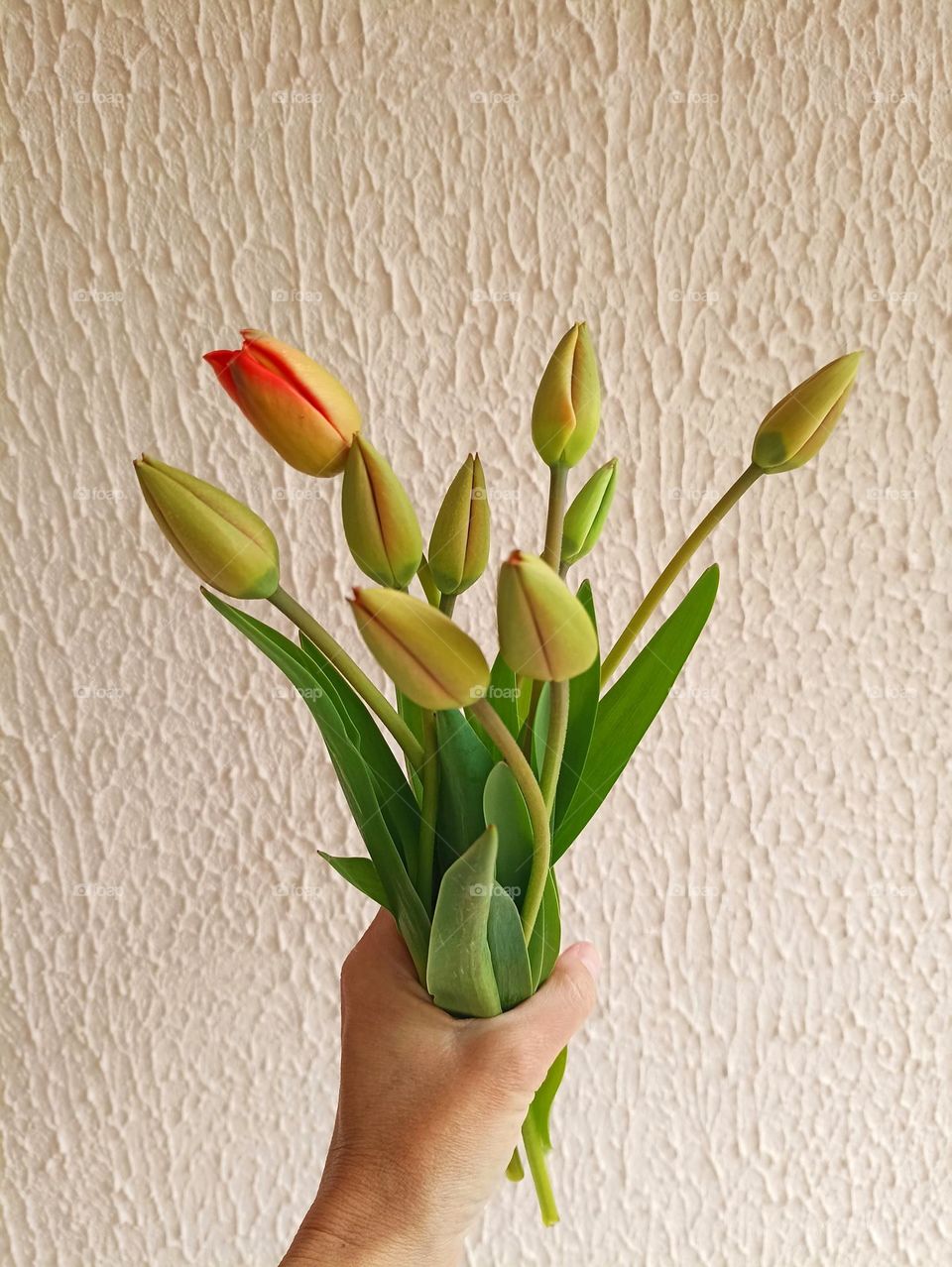 bud tulips bouquet in the hand on a wall background