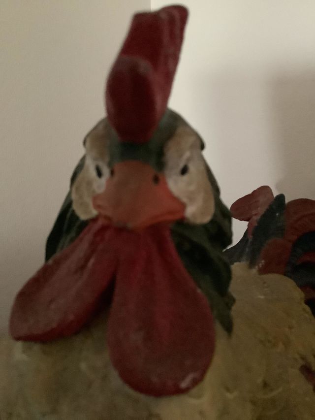 My rooster friend is seemingly looking at me with annoyance. Perhaps he does not enjoy being photographed.