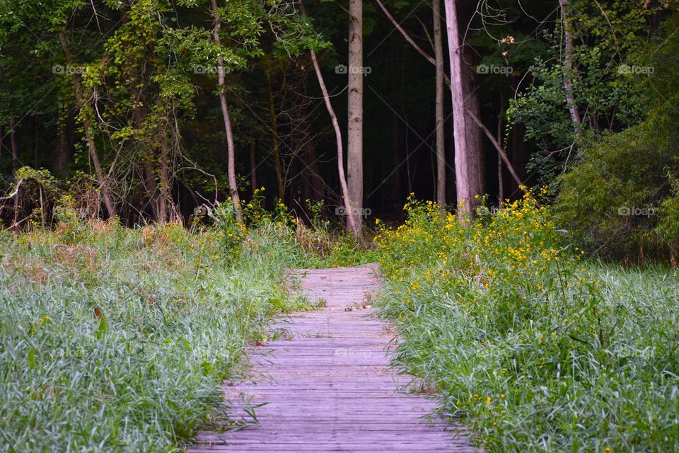 A wooden path through lush green swamp