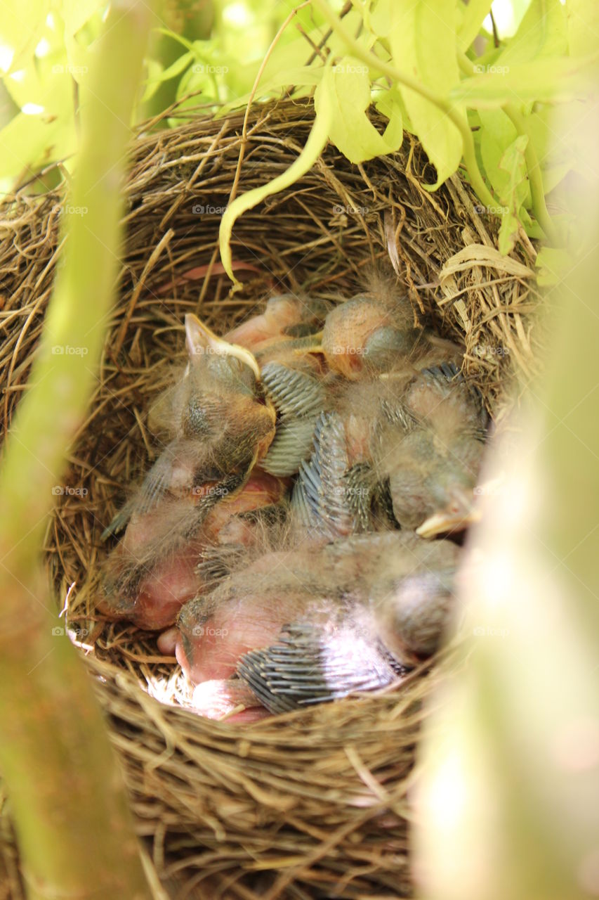 baby birds