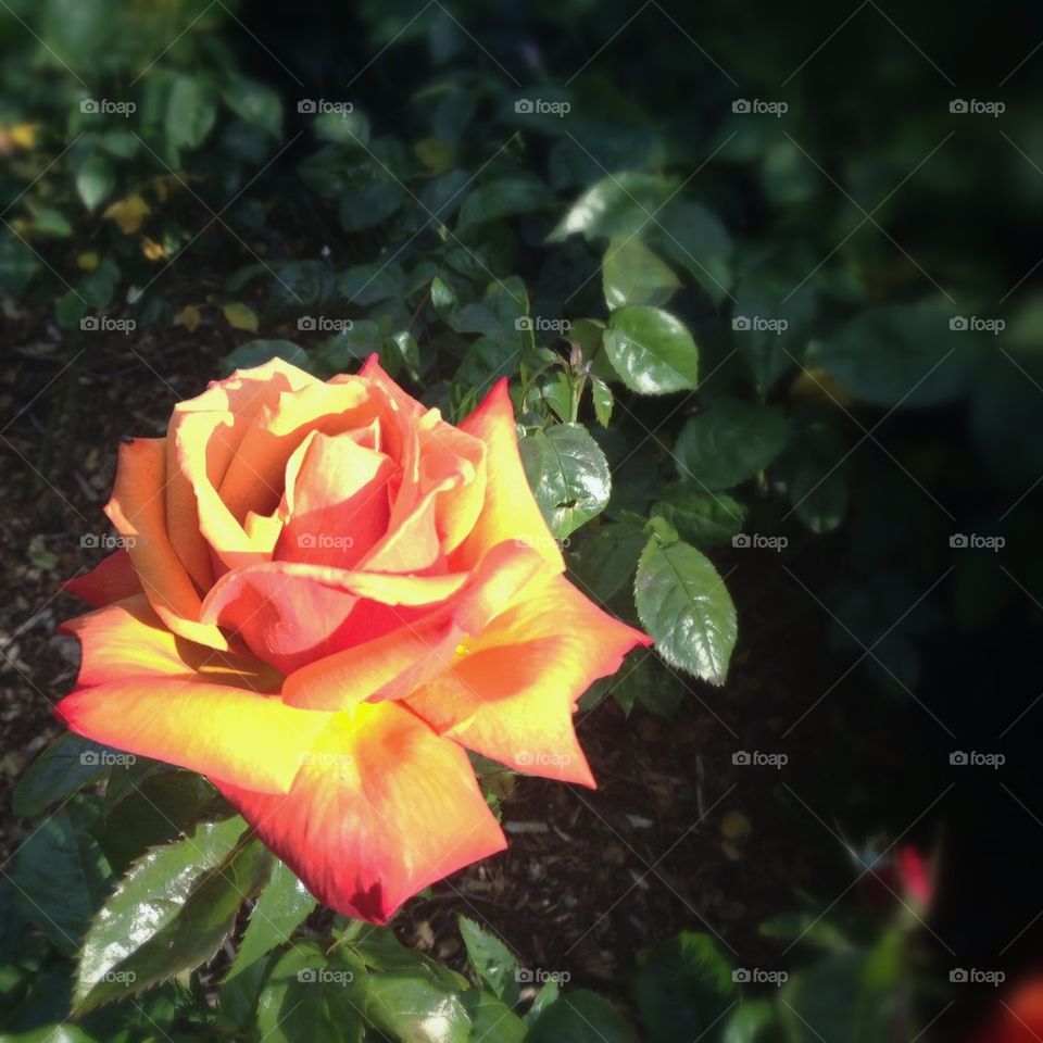 macro orange rose by mrgrambo