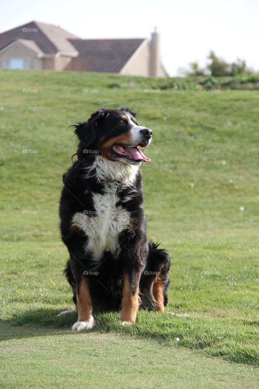 Dog Mountain Bernese