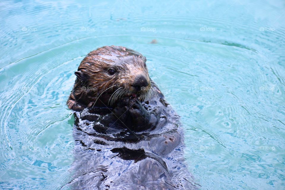 Wild sea otter swimming in Seward, Alaska