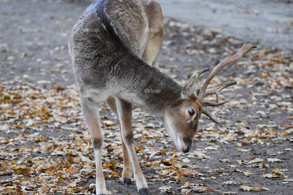 Curious Deer.