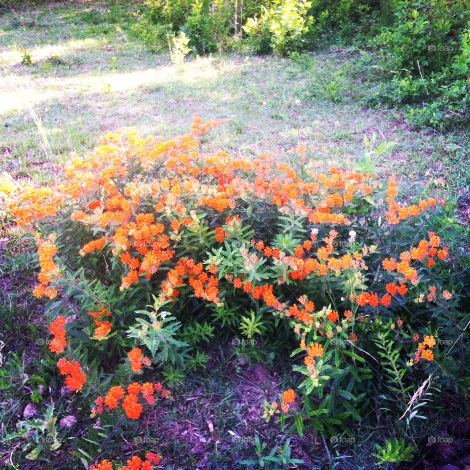 Vibrant orange butterflyweed 