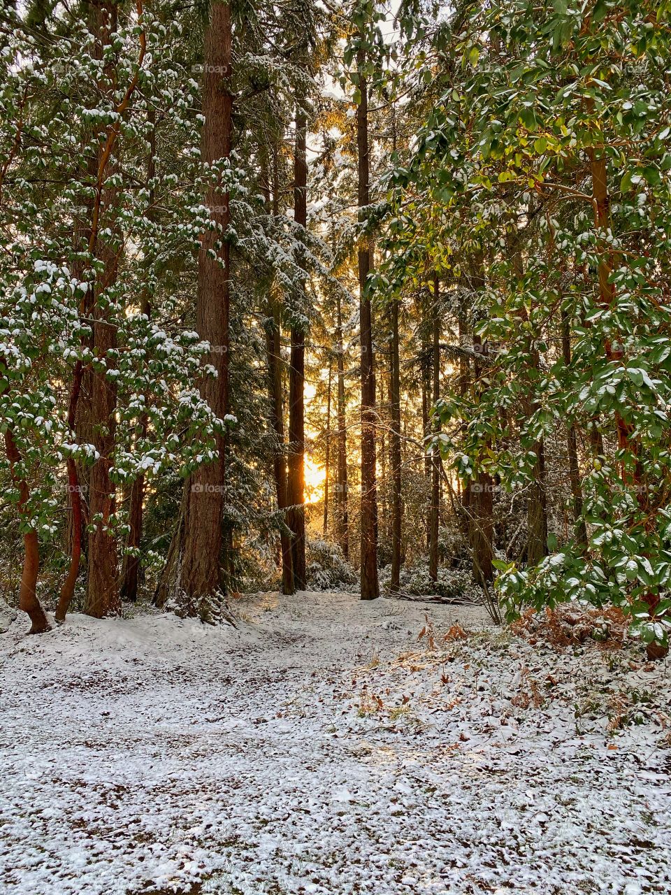 Sunset rays peeking through the forest trees after a recent snow storm