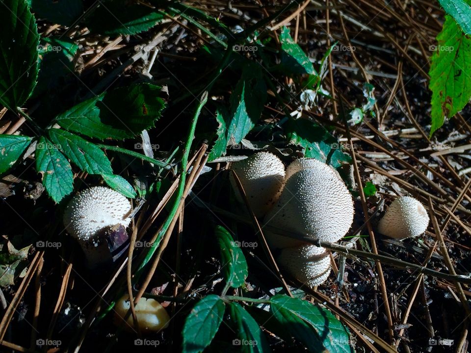 Mushrooms in the evening light