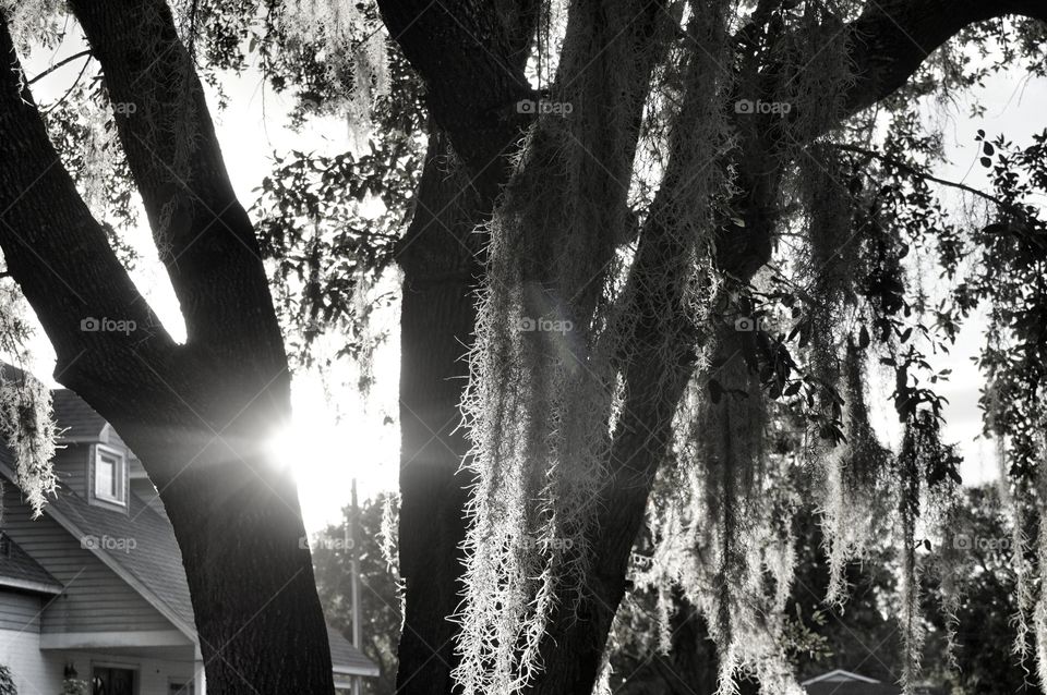 Sunlight Through the trees