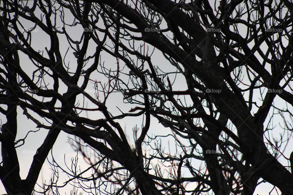 trees silhouetted on skyline in Costa Rica