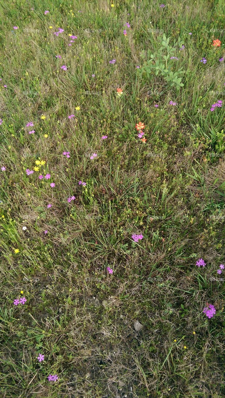 Flower, Hayfield, Field, Grass, Nature