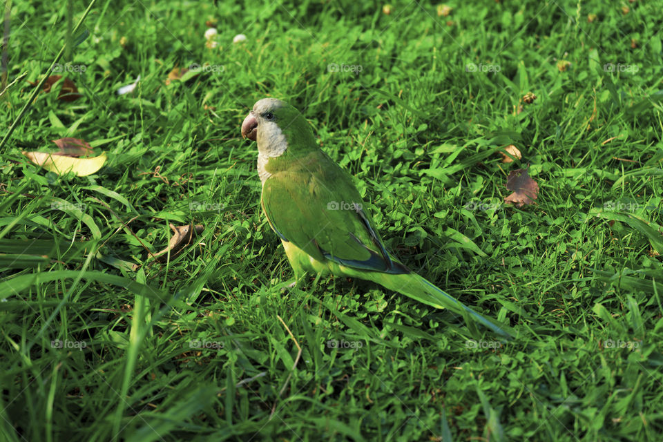 A small green parrot that camouflages itself on the grass in the Ciutadella Park in Barcelona.