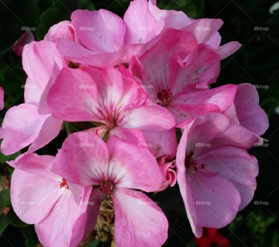 Pretty Pink Flowers