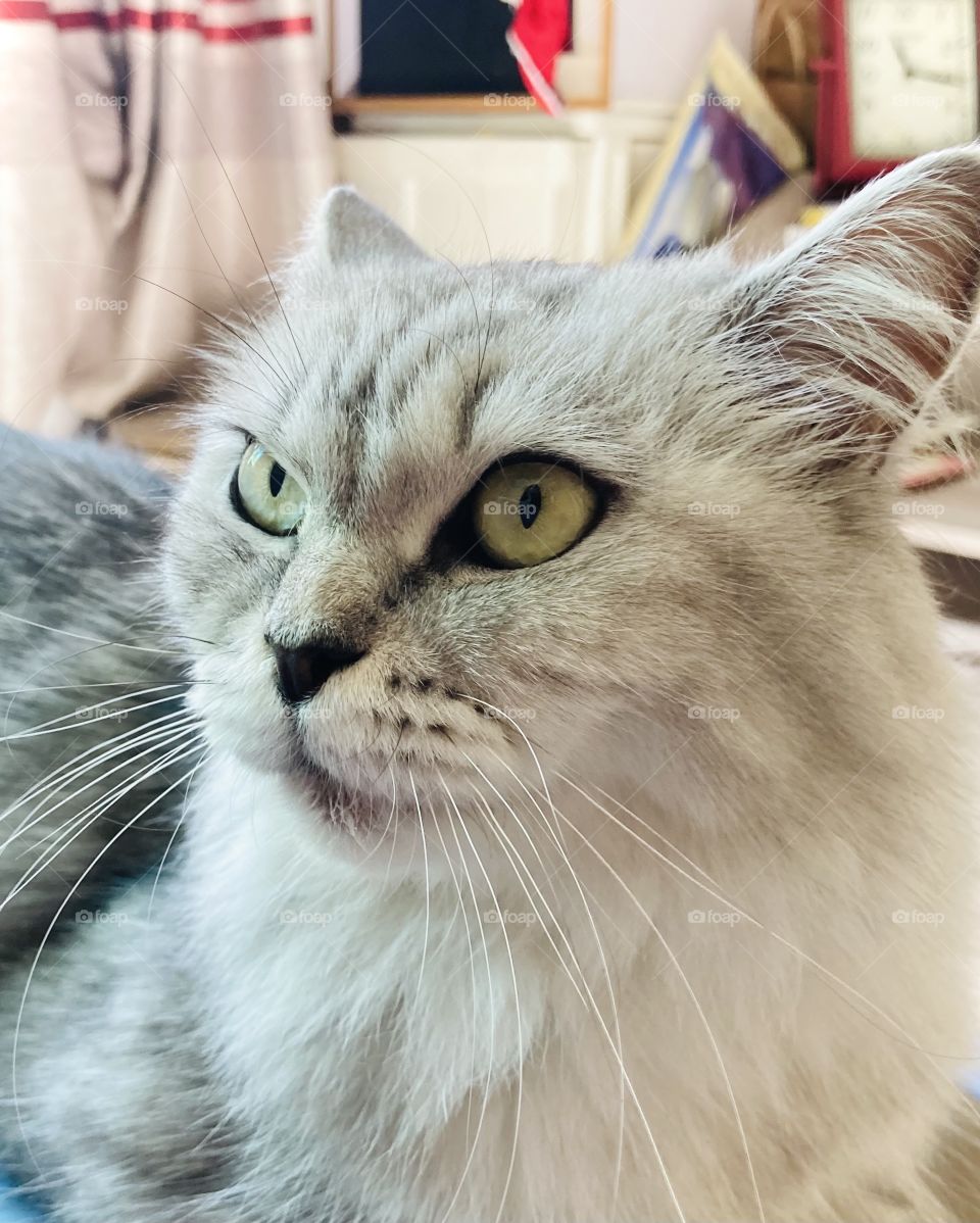 Beautiful cat "Ashy” ❤️