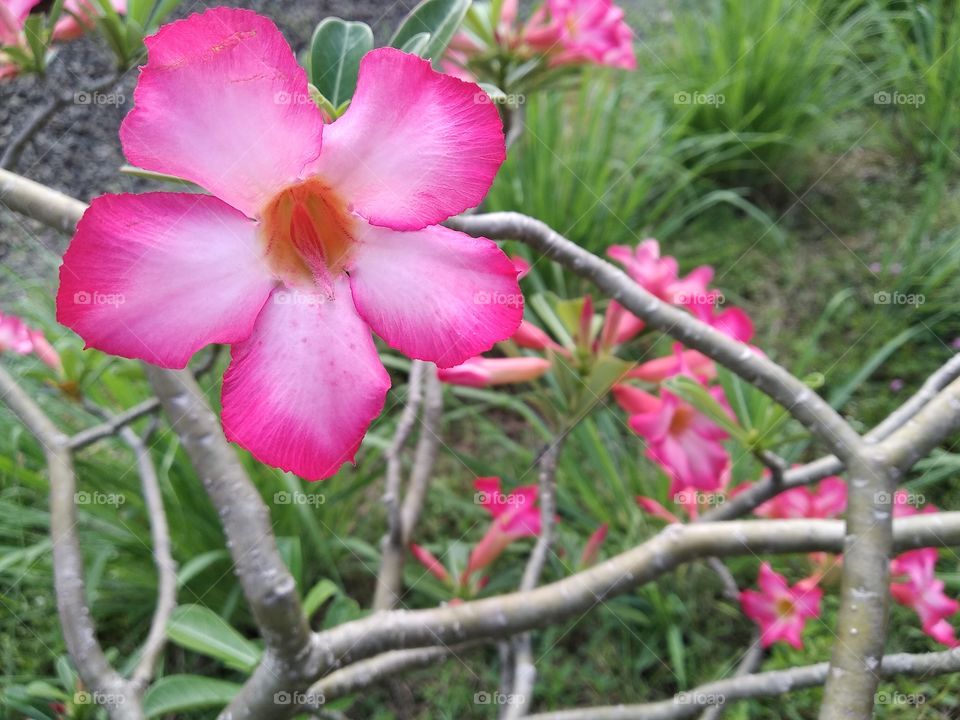 bunga Kamboja best flower