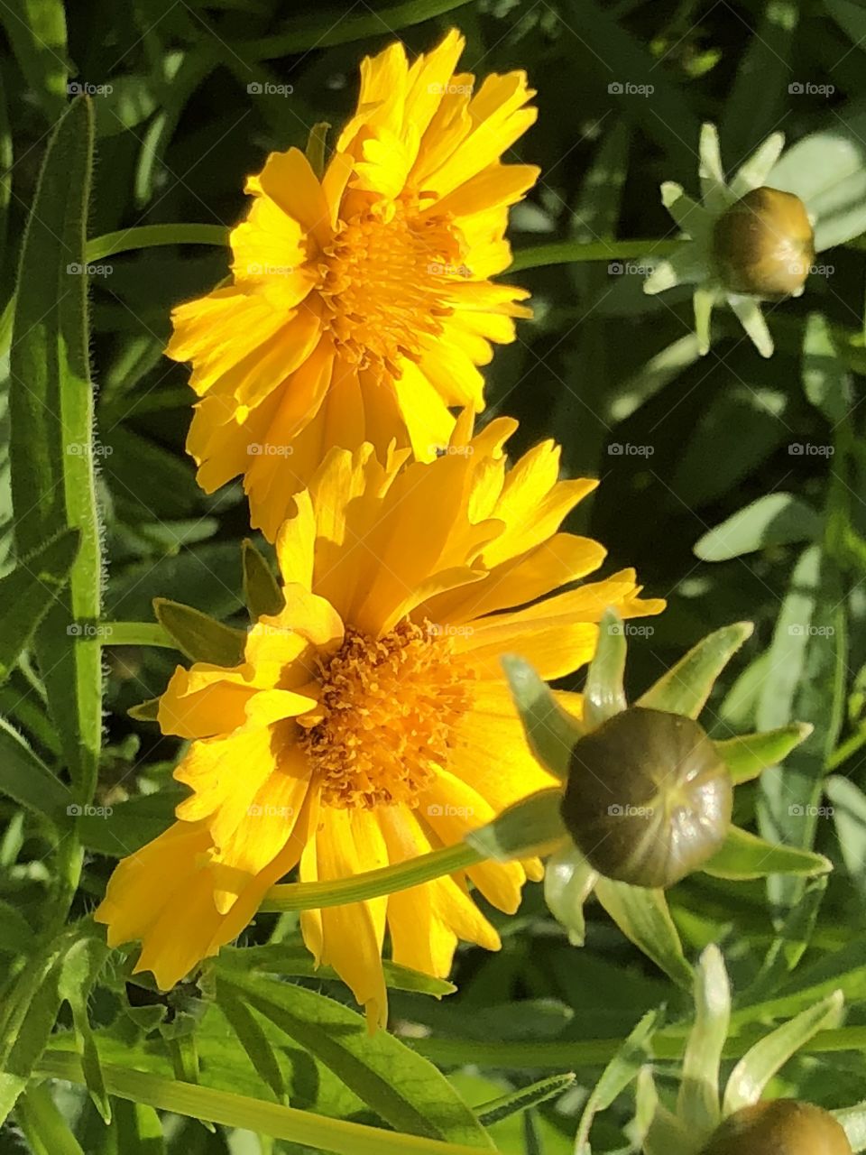 Coreopsis 