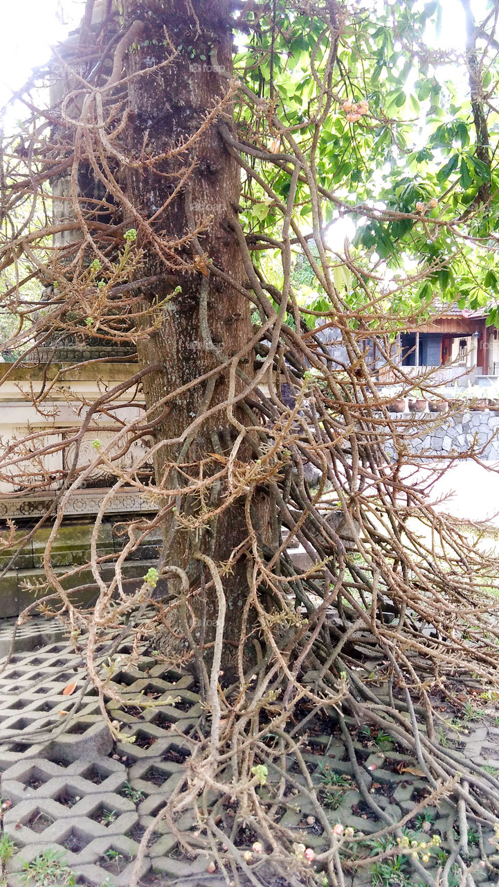 Sala Tree with unique trunk/branch