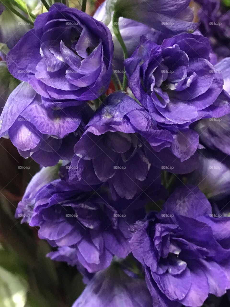 Purple Delphiniums 