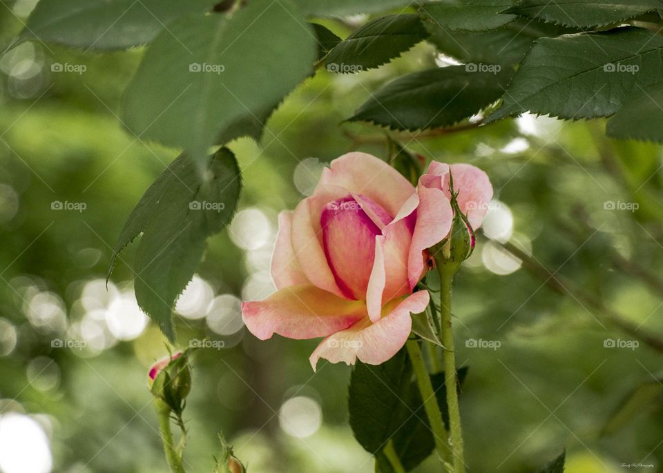 The beauty will save the world