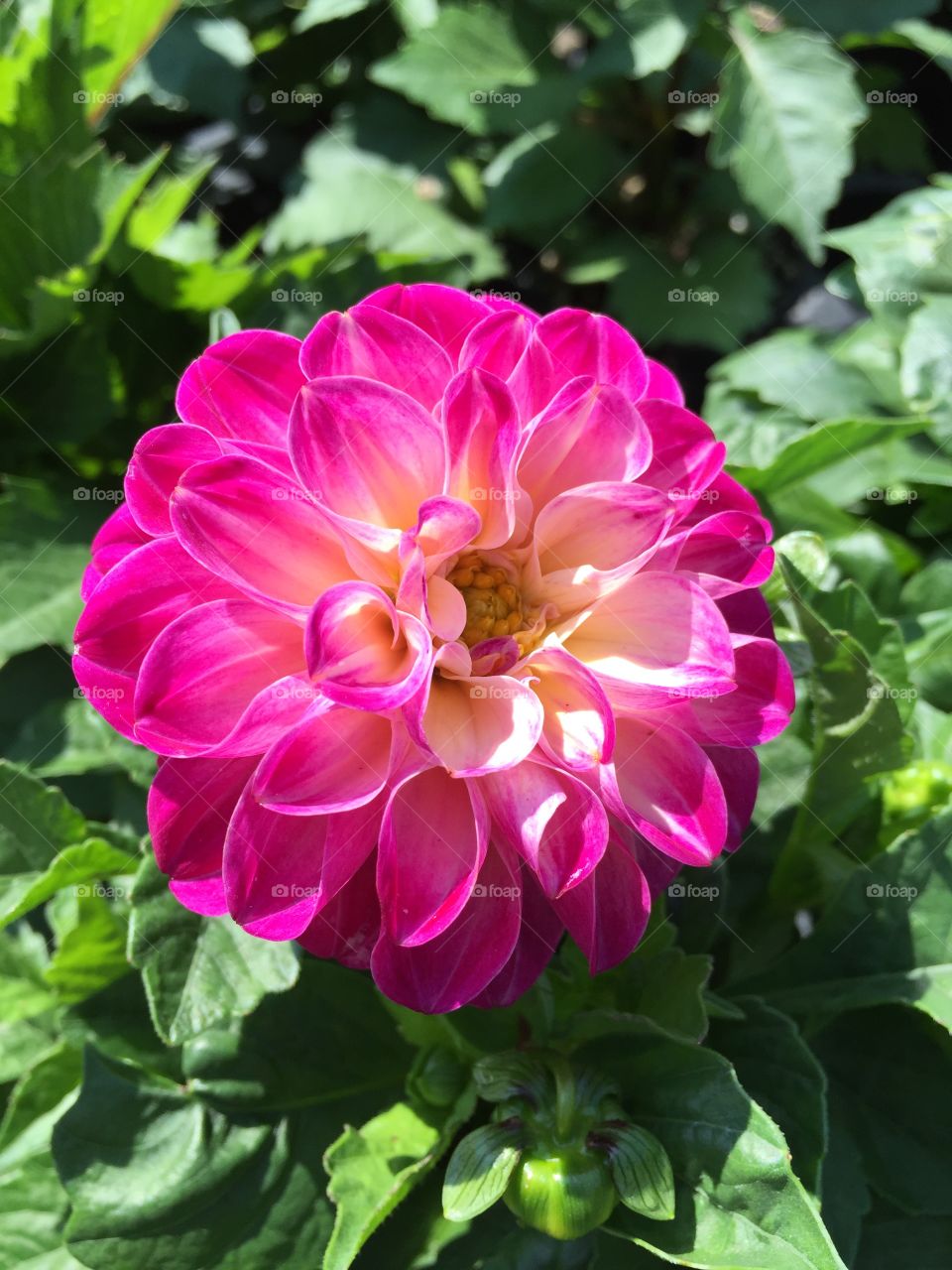 Dahlia 