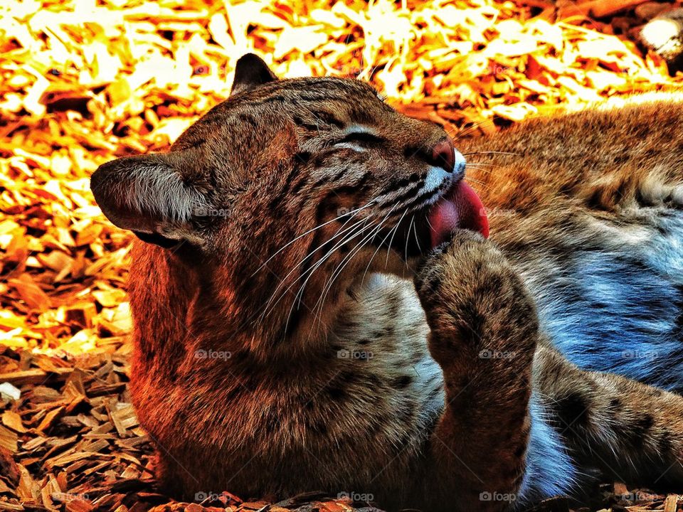 Wild cat relaxing