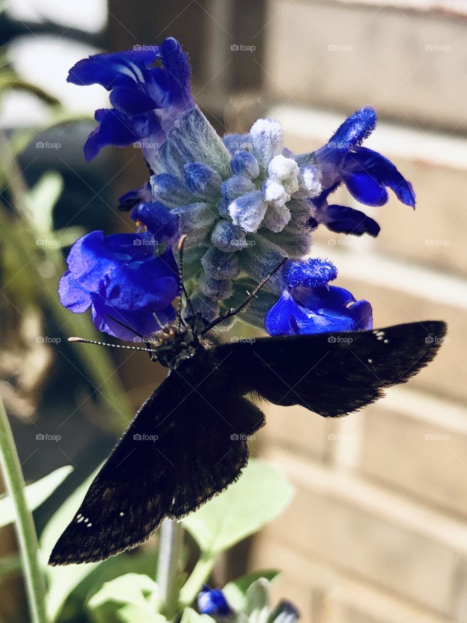 Black butterfly blue salvia flower 