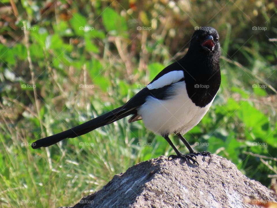 Magpie on a stone