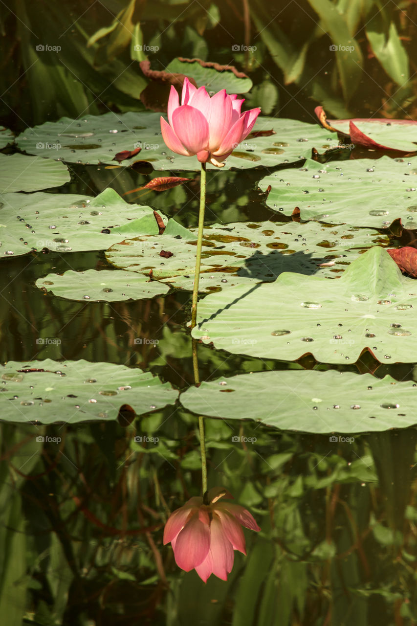 Beautiful lotus plant and its flower growing on the pond