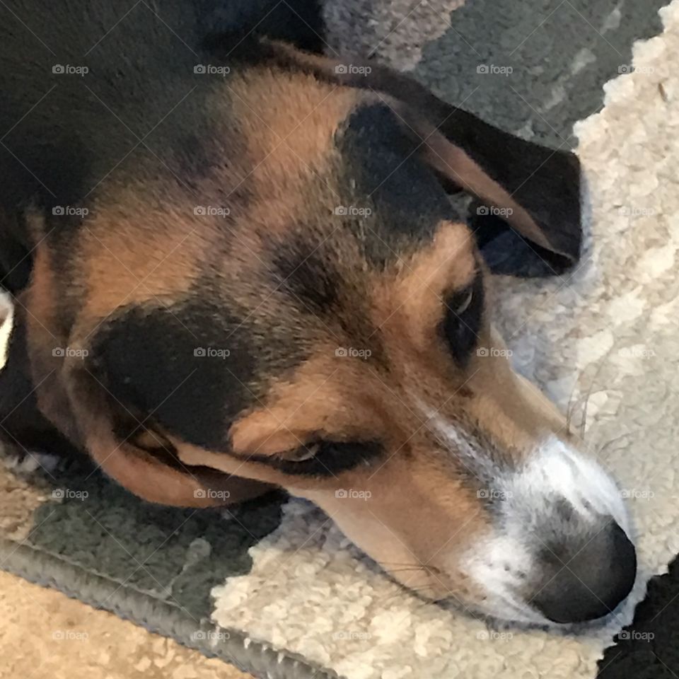 Basset hound beagle mix dog 