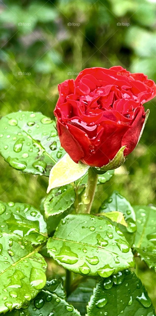 Bright red rose bud in the rain. 