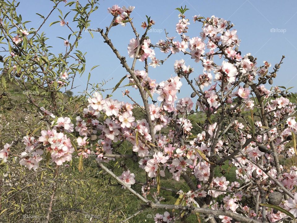 Wonderland in almond tree