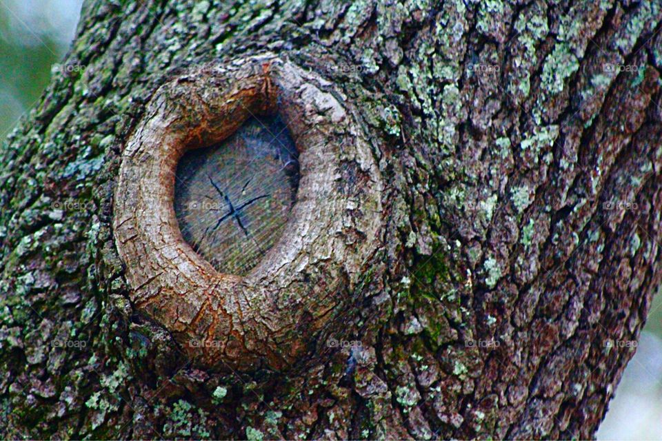 Tree knot