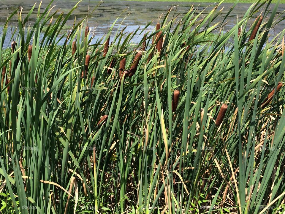 Reeds on the lake