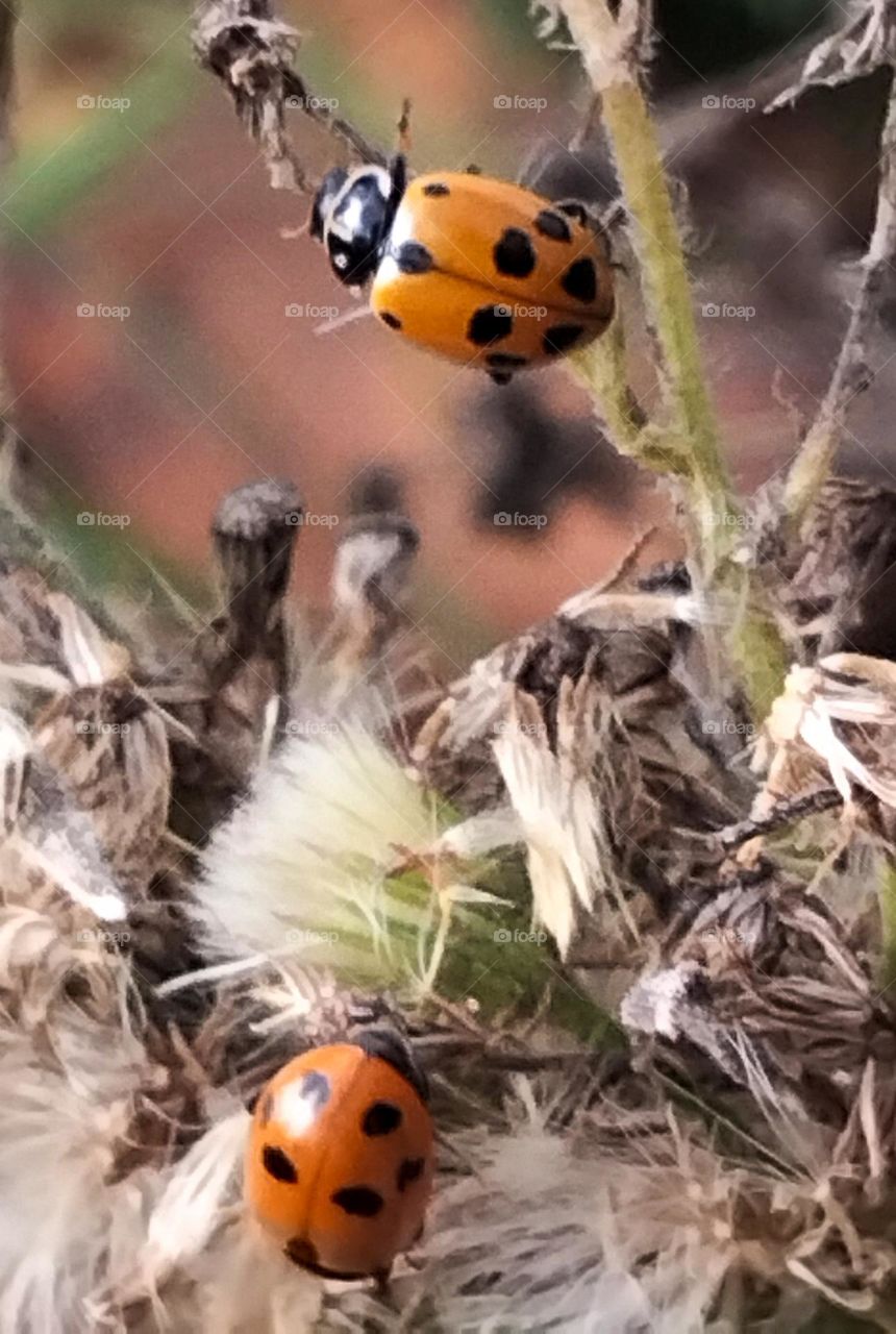 Lady Beetles in nature