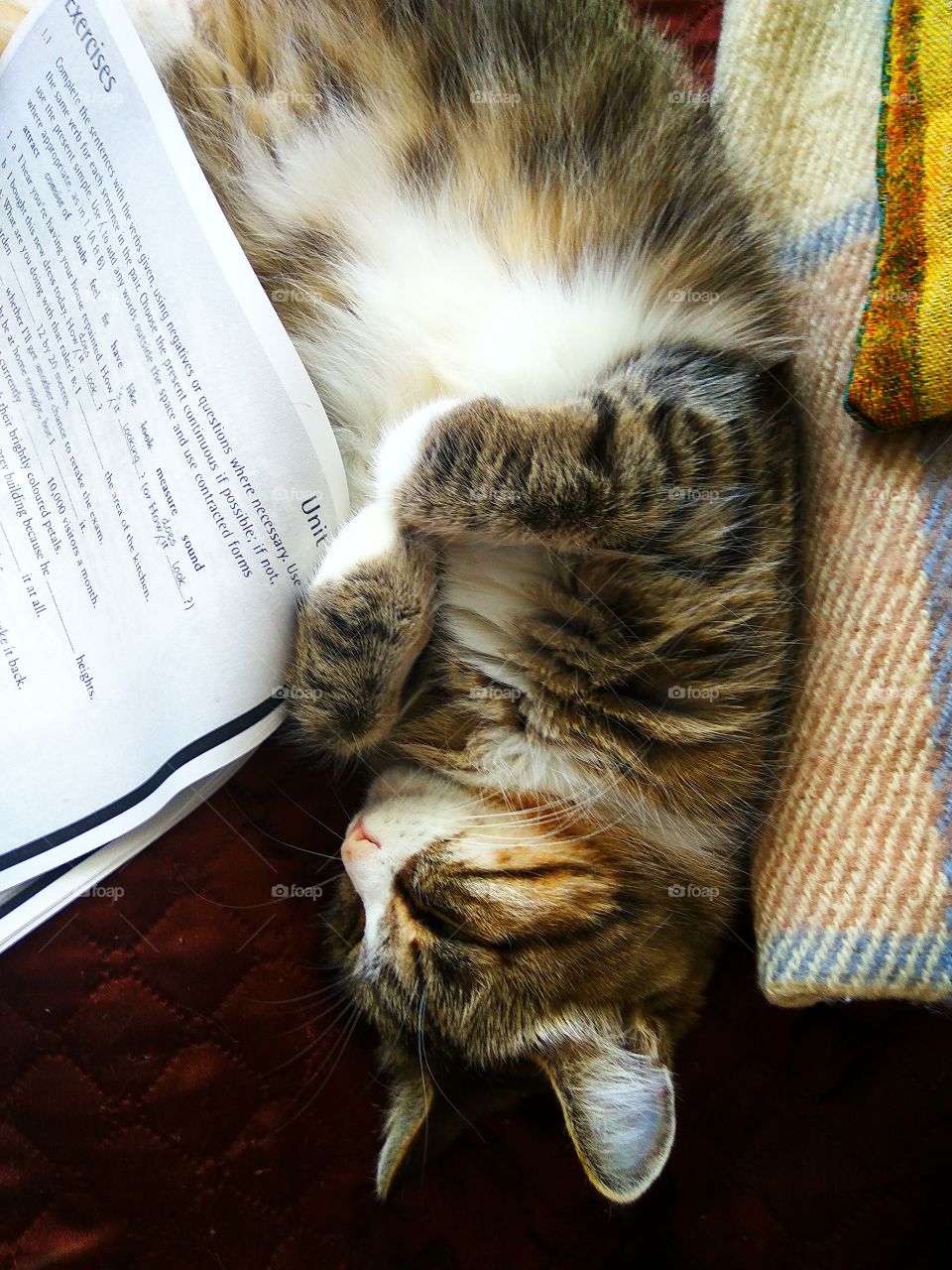 Cute cat taking a nap on language exercise book