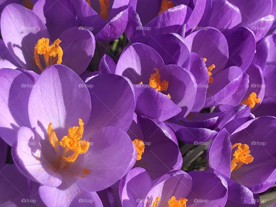 Purple Crocus Cluster