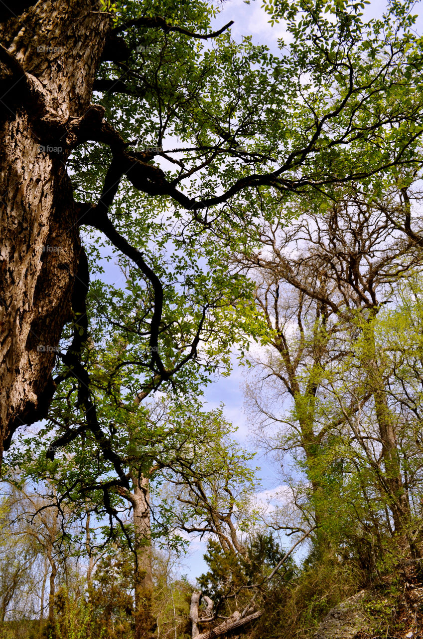 Tree, Wood, Nature, No Person, Leaf