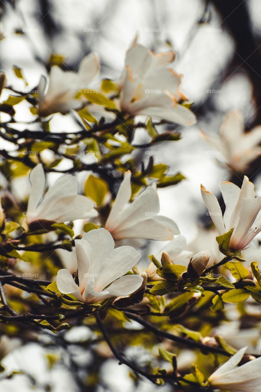 Blooming tree