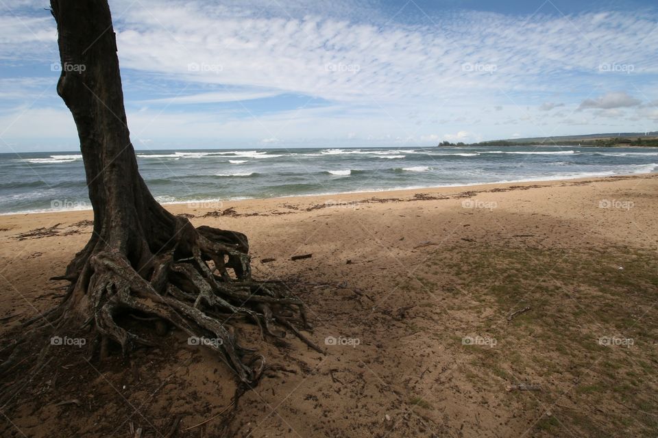 Tree, Beach and Sea Hawaii. An ironwood tree on a beac in Hawaii.