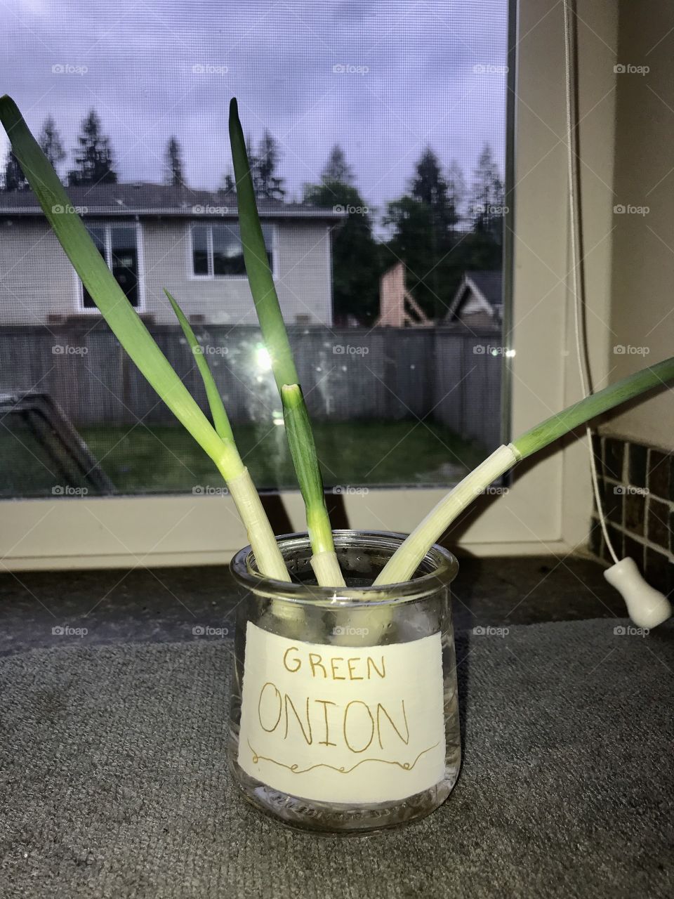 Home grown green onions growing in an up cycled pot with a hand painted label, growing well