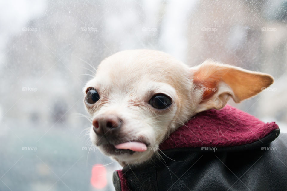 Chihuahua tongue