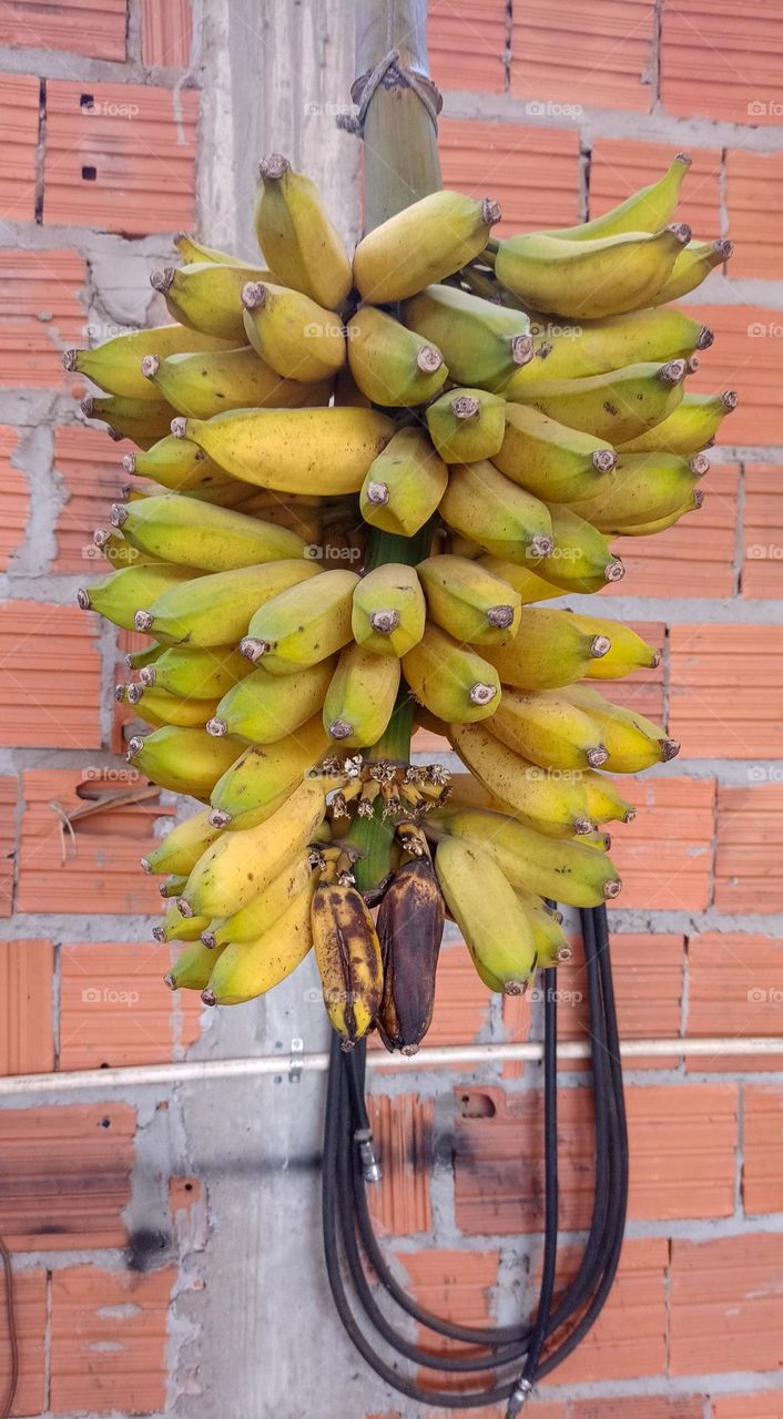 banana