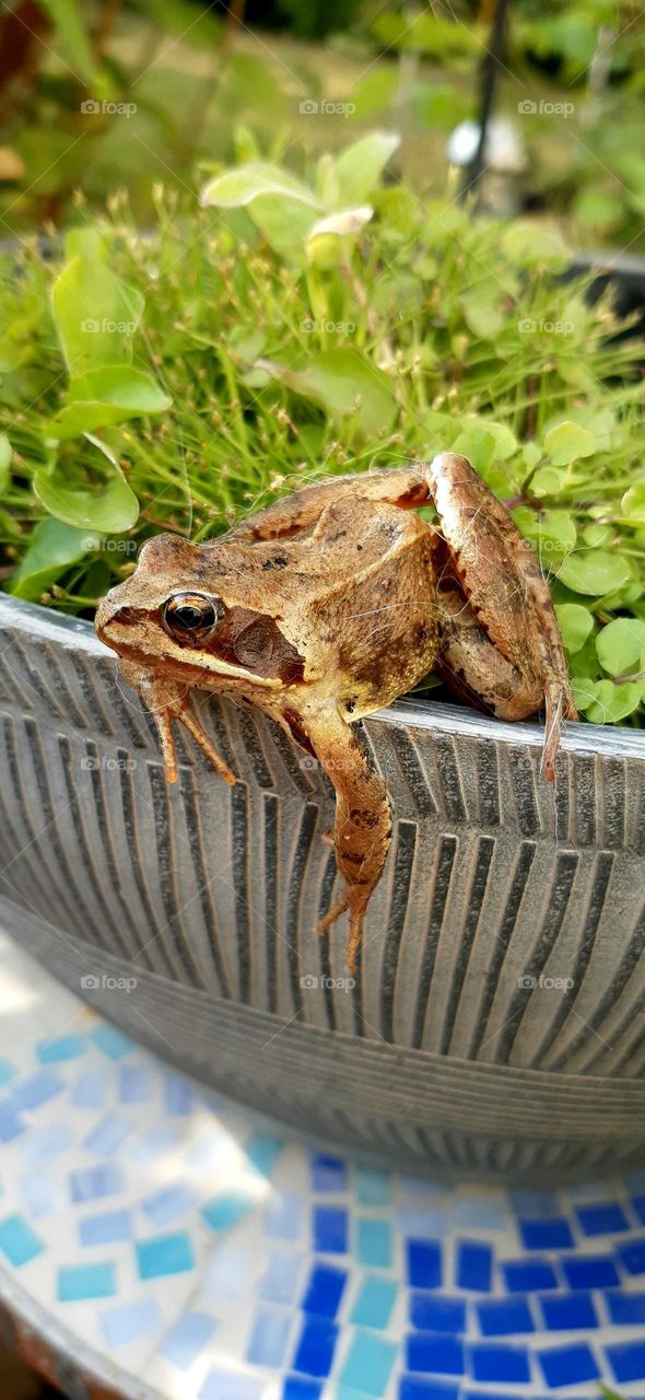 frog just about to jump out of water feature in the garden 🐸