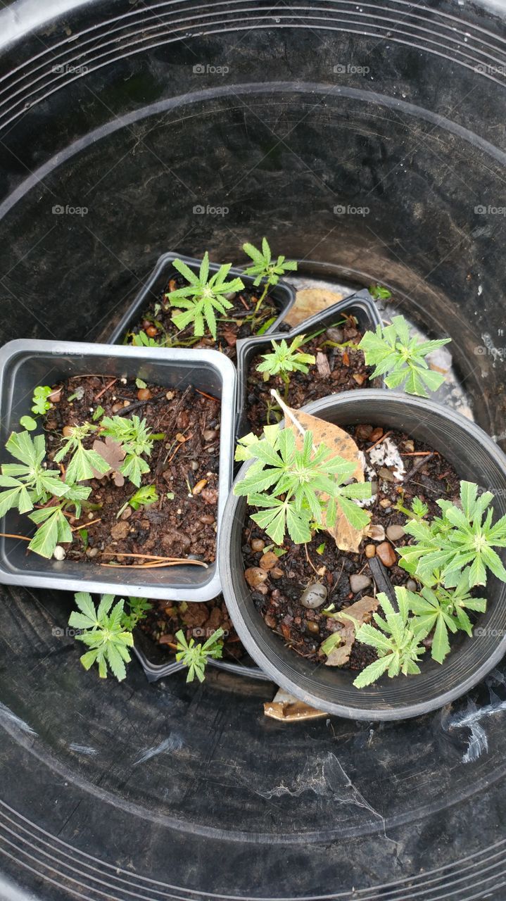 Pot, Flora, Leaf, Herb, Growth