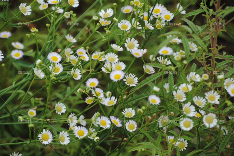 Tiny Daisies in a Field