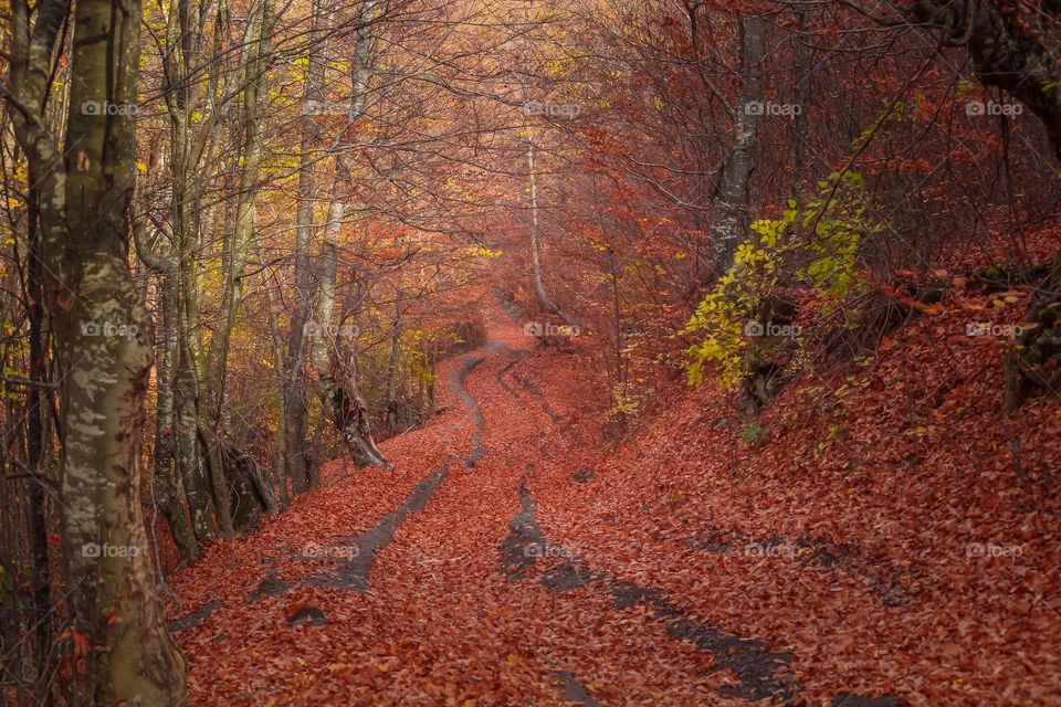 Trees in forest during autumn season 