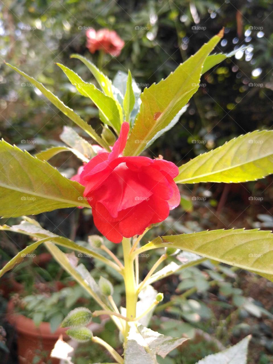 a tiny reddish pink flower