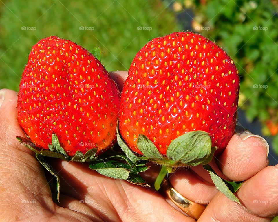 
Strawberries are packed with antioxidants like flavonoids, ellagic acid, and phenolic phytochemicals. They all help block free radicals from damaging the body, including the eyes.