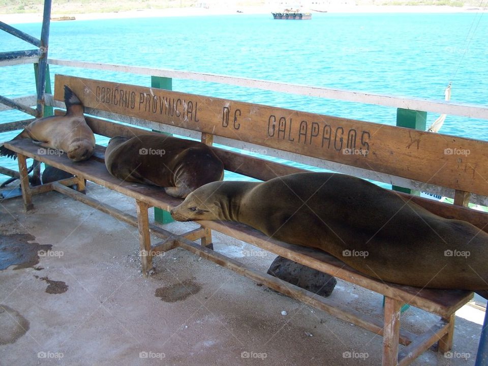Sealions chilling 