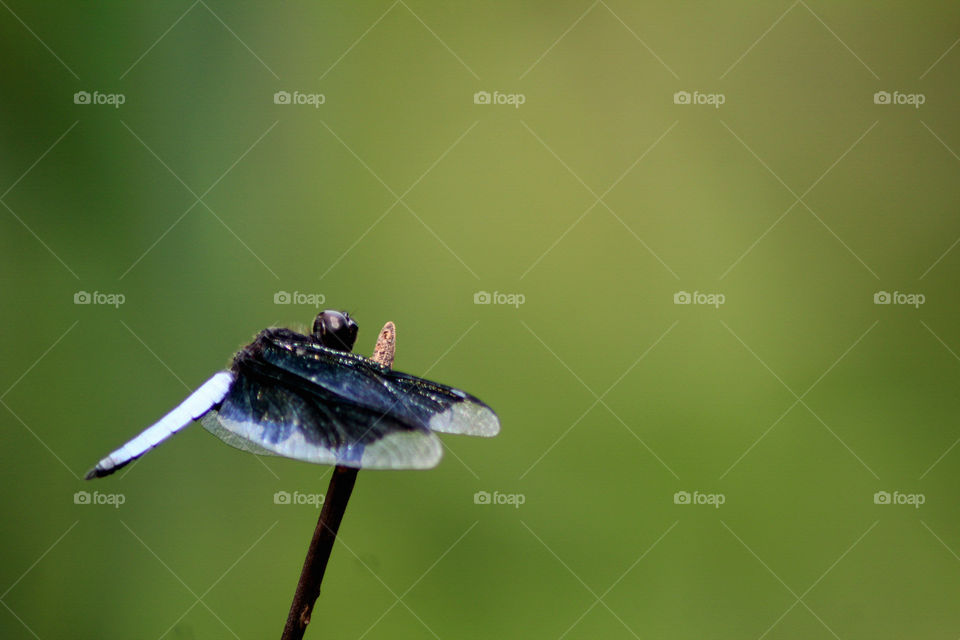 predator dragon fly on a blurry background
